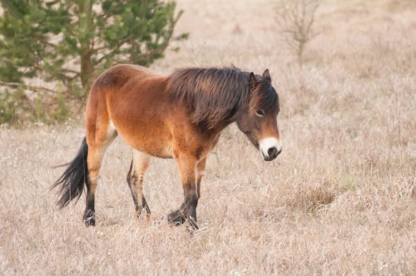 Exmoor pony, Equus ferus caballus — Stock Photo, Image