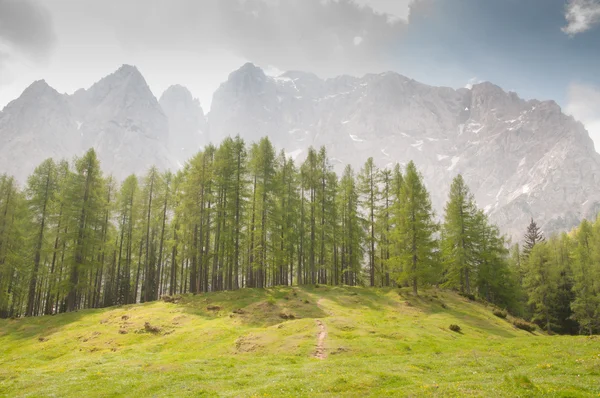 Paisaje de ensueño, montañas con árboles y hierba — Foto de Stock