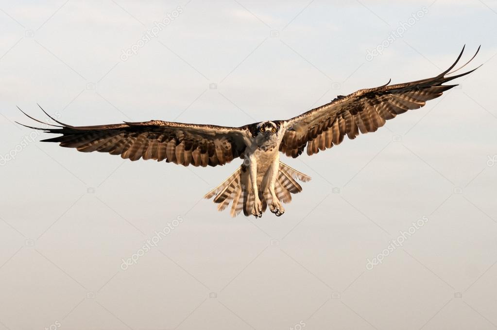 Osprey in flight - Pandion haliaetus