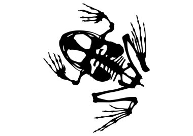 Beyaz arka plan üzerinde kurbağa iskelet