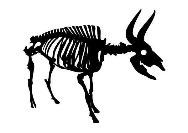 Bull skelett på vit bakgrund — Stock vektor