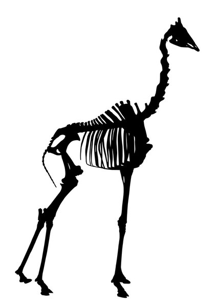 giraffe skeleton on white background