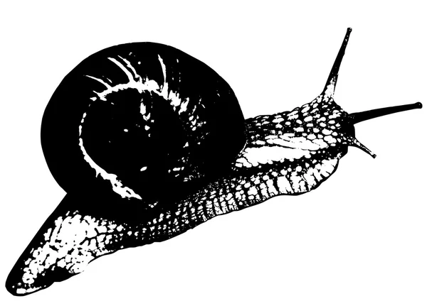 Ilustración de caracol — Archivo Imágenes Vectoriales