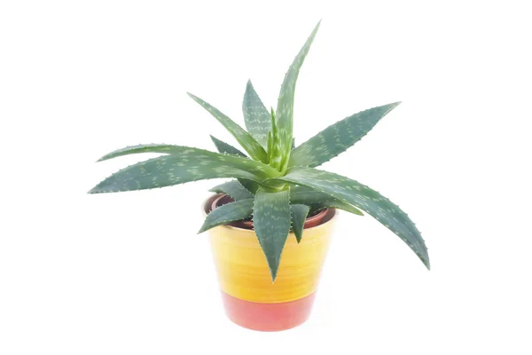 Aloe Vera — Stockfoto