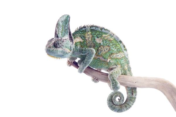 Chamaeleo calyptratus - chameleon jemenský — Stock fotografie