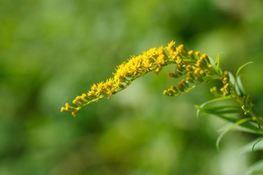 İsviçre, Vaud 'da güneşli yaz otlaklarında Kanadalı altın sarısı çiçekleri (Solidago canadensis)