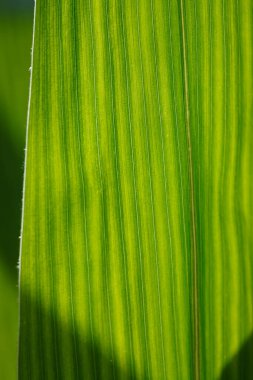 Arka planda parlak yeşil mısır yaprağı soyut arka plan zengin doğal doku ve şeffaf yapı yaz güneşli gün boyunca