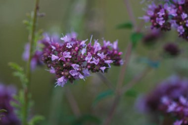Çiçek açan yabani kekik otunun yakın plan fotoğrafı. Küçük mor çiçekli yaz otlağı. Origanum vulgare ya da yabani marjoram. Seçici odak.