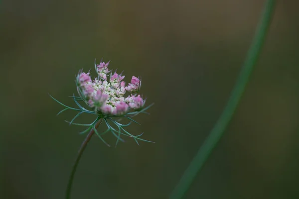 Close Queen Anne Lace Wild Carrot Daucus Carota Young Opening — Stock Photo, Image