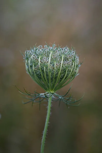 Beautifully Shaped Fruit Cluster Forming Seeds Queen Anne Lace Bird —  Fotos de Stock