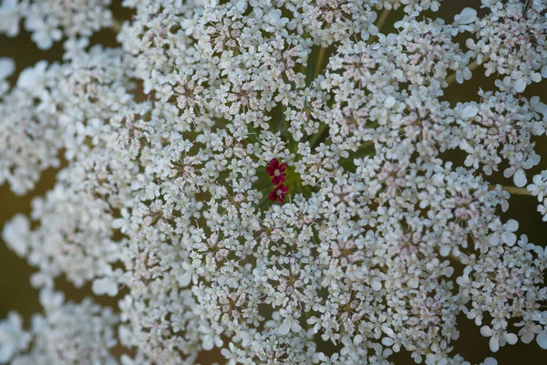 Top Close Detailed View Queen Anne Lace Wild Carrot Bird —  Fotos de Stock