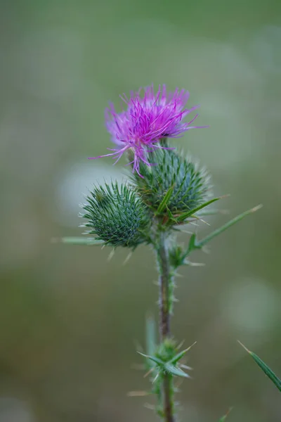 Spiky Pink Purple Flowers Common Thistle Cirsium Vulgare Weed Plant —  Fotos de Stock