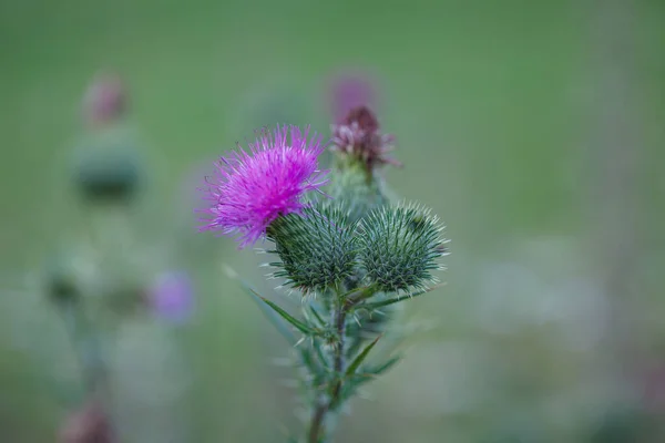 Spiky Pink Purple Flowers Common Thistle Cirsium Vulgare Weed Plant — Stock Photo, Image