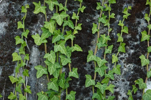 Close-up of hardy green shoots of wild English Ivy (Hedera helix) evergreen plant climbing textured concrete wall during summer season