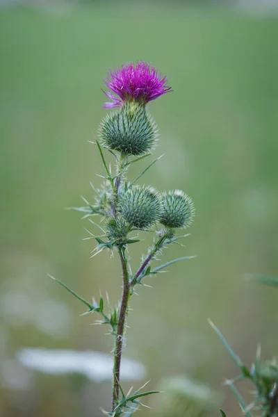 Stand Alone Stem Spiky Pink Purple Flowers Common Thistle Cirsium — Stock Photo, Image
