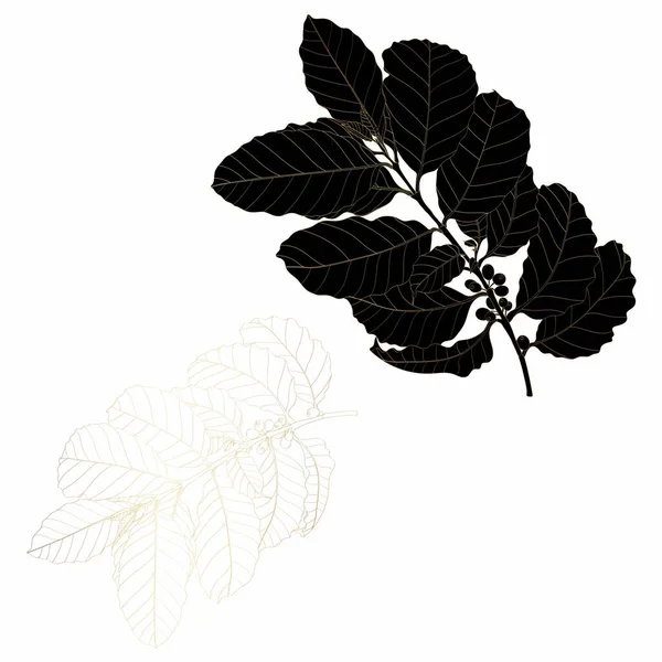 Σετ Από Φυσικά Δέντρα Καφέ Κλαδιά Φύλλα Φασόλια Φυσικό Σχεδιασμό — Διανυσματικό Αρχείο