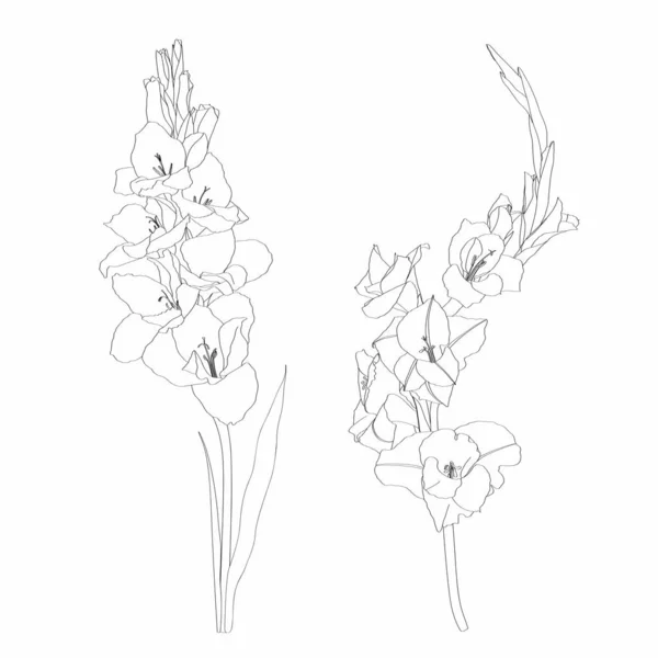 Czarno Biały Liniowy Artystyczny Wizerunek Kwiatu Gladiolus Kwiat Kwitnący Gladiolus — Wektor stockowy