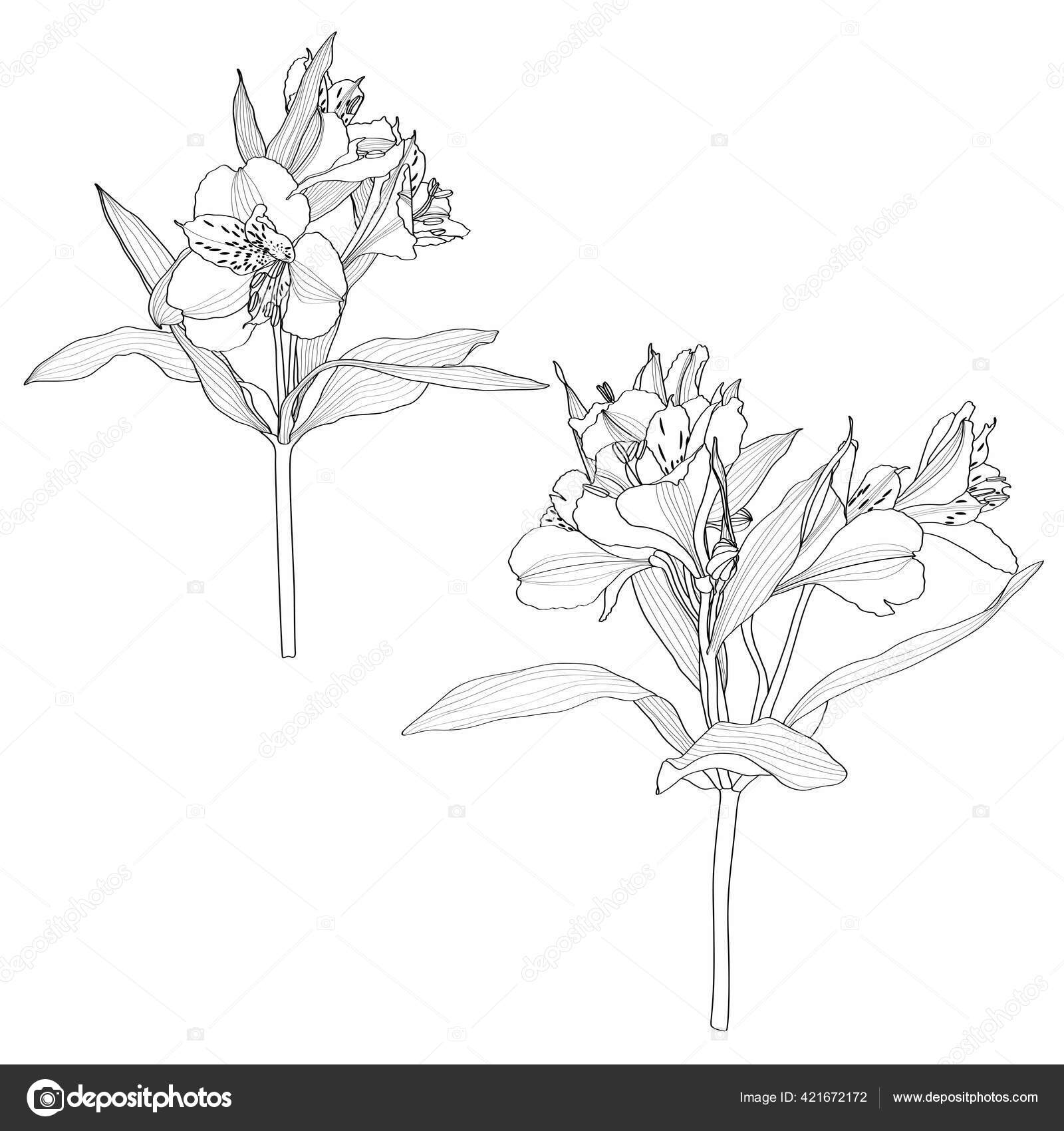 手描き線イラスト 熱帯植物のコレクション アルストロメリアの花のセット 白地に隔離された植物のスケッチ デザイン タイポグラフィ プリント ポスター タトゥーの概要 ストックベクター C 14jan0917