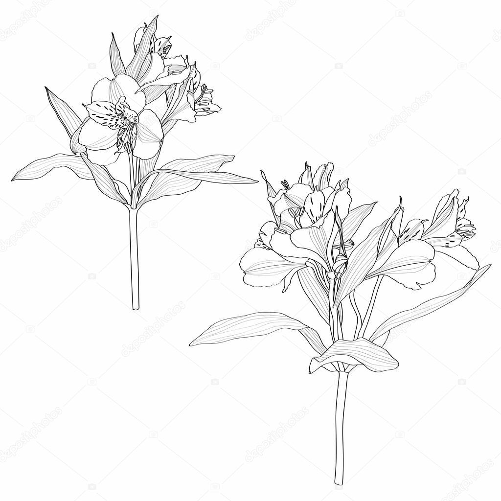 Hand drawn line illustration. Collection of tropical plants. Set of flowers of Alstroemeria. Botanical sketches isolated on white. Outline elements for design, typography, prints, poster an tattoo.