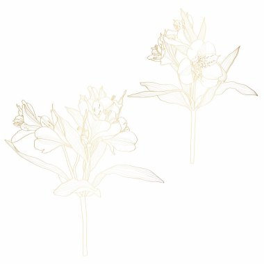 Lüks Doğal Düğün Kartı yaz ve bahar mevsimleri için davetiye. Altın çizgi Altroemeria zambakları seti.