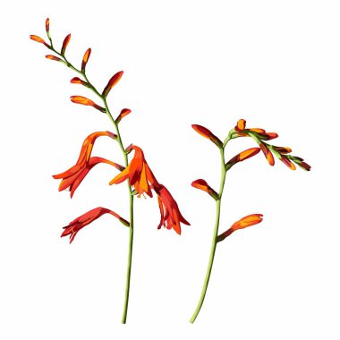 Beyaz arka planda izole Crocosmia çiçeği portakalı.