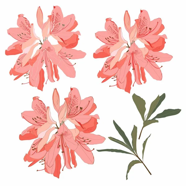 Иллюстрация Трех Нежных Розовый Оранжевый Цветок Бутон Рододендрона Цветут Ветке — стоковый вектор