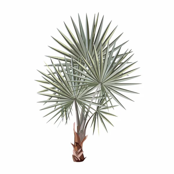 Illustratie Van Washingtonia Waaierpalm Een Witte Achtergrond — Stockvector