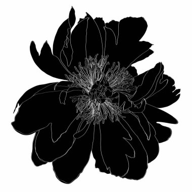 Beyaz arka planda siyah çizgili şakayık çiçekli bir resim. Şakayık çizgisi çizimi. El çizimi.