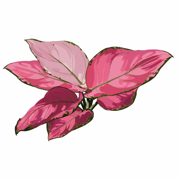 Aglaonema Piante Appartamento Fiore Illustrazione Grafica Colori Disegno Foglie Rosse — Vettoriale Stock