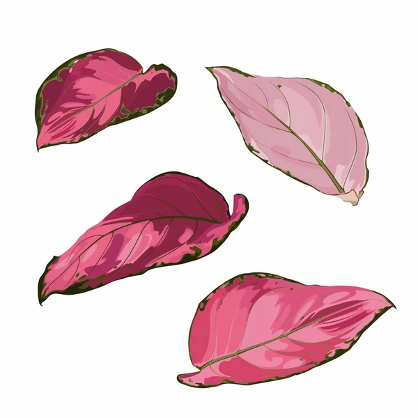 Aglaonema Szobanövény Levelek Készlet Illusztráció Grafika Színes Rajz Piros Levelek — Stock Vector