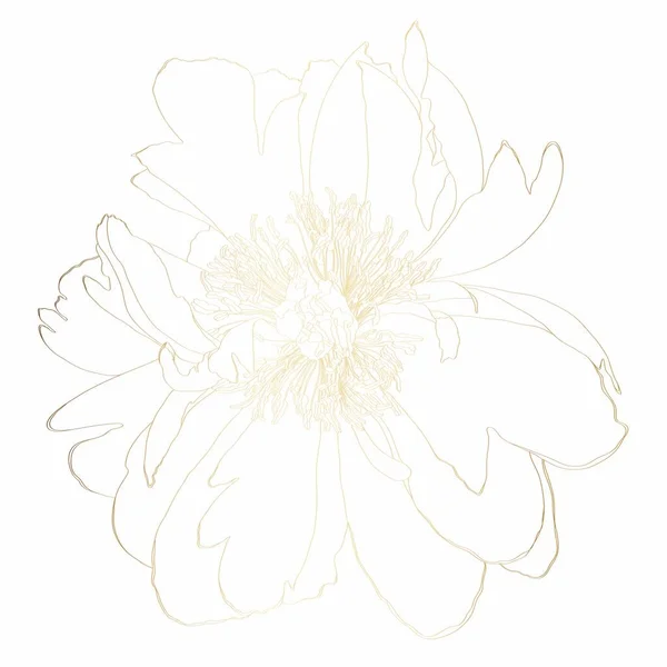 用金黄色的牡丹花在白色背景上隔离的图例 牡丹线图解 — 图库矢量图片