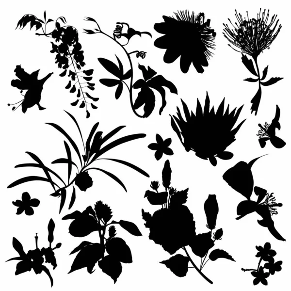 Ensemble Silhouettes Fleurs Tropicales Affiche Été Noire Collection Éléments Scrapbooking — Image vectorielle