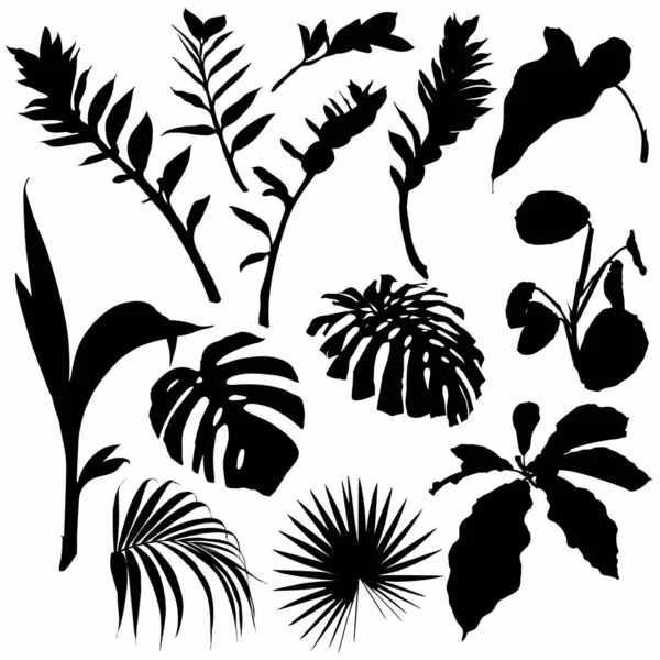 Zestaw Liści Palmowych Sylwetek Roślin Tropikalnych Czarny Plakat Letni Kolekcja — Wektor stockowy
