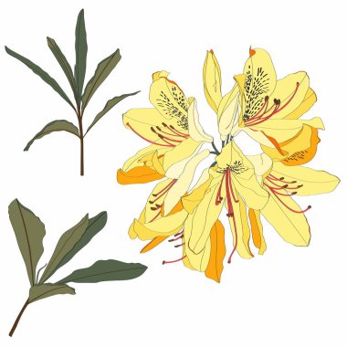 Sarı çiçeğin resmi, rododendron tomurcuğu, bir dalda çiçek açar. Beyaz arka planda yaprakları olan güzel Azalea.