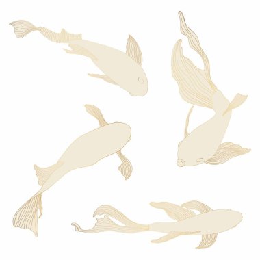 Altın balık seti, el çizimi. Güzel Japon Koi sazanları beyaz arka planda balık avlar. Dövme ya da duvar kağıdı için balık. 