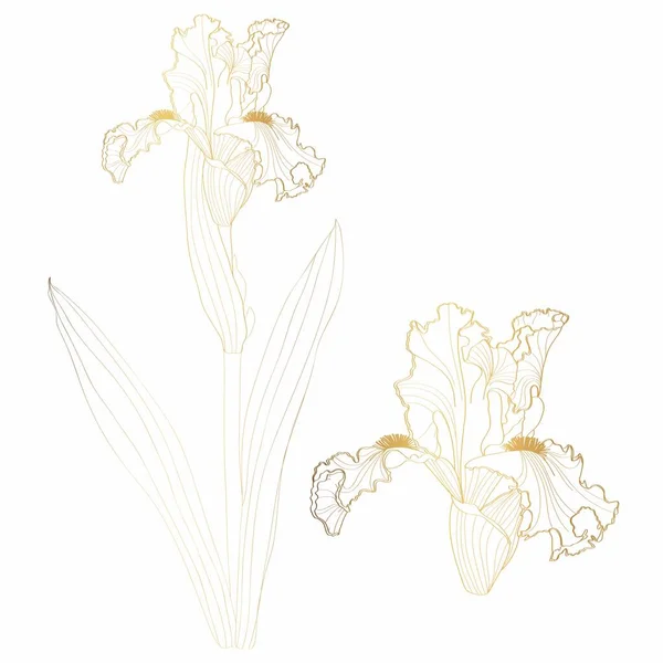 Flor de iris imágenes de stock de arte vectorial | Depositphotos