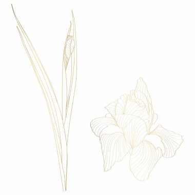 Iris çiçekli botanik çiçeği. Vahşi bahar çiçekleri izole edilmiş. Altın işlemeli mürekkep sanatı. Beyaz arkaplanda yalıtılmış iris illüstrasyon ögesi.