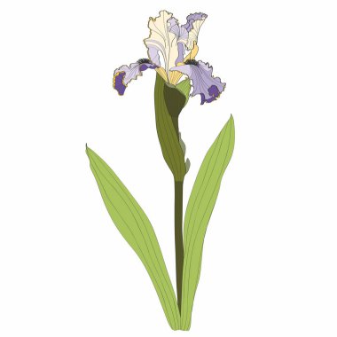 Iris çiçekli botanik çiçeği. Vahşi bahar çiçekleri izole edilmiş. Basit renkli işlemeli mürekkep sanatı. Beyaz arkaplanda yalıtılmış iris illüstrasyon ögesi.