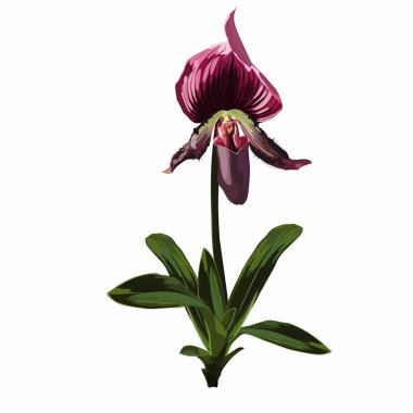 Paphiopedilum orkidesi - Venüs çiçeği ve yeşil menekşe çiçekleri. El çizimi vektör çizimi beyaz arkaplanda izole edildi.