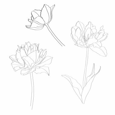 Çiçek sıralı elementler. Laleler dalları yapraklarla süslenir. Düğün konsepti. Çiçek posteri, davet. Tebrik kartı veya davet tasarımı ögeleri.