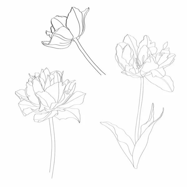 Ligne Éléments Floraux Ligne Fleurs Tulipes Avec Branches Feuilles Ensemble — Image vectorielle