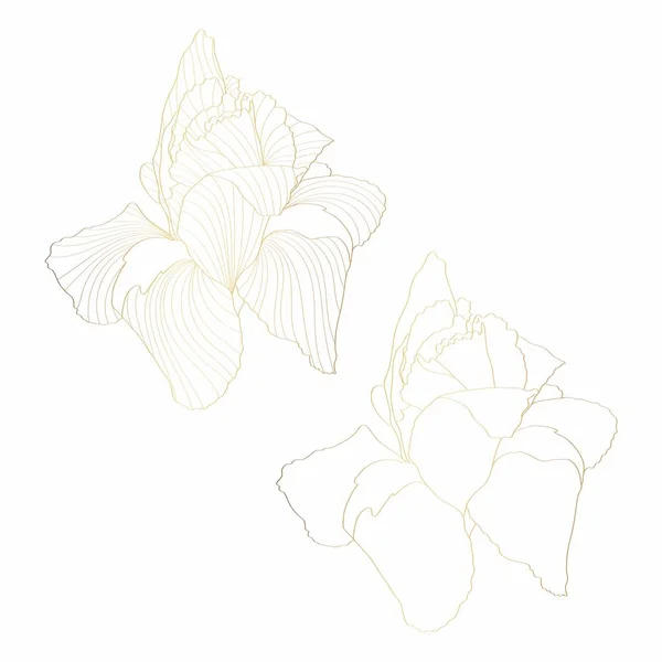 Iris Fiore Botanico Floreale Primavera Selvaggia Fiori Oro Insieme Isolato — Vettoriale Stock