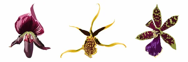 Цветы Экзотических Орхидей Украшенные Зелеными Фиолетовыми Цветами Бордо Ручной Рисунок — стоковый вектор