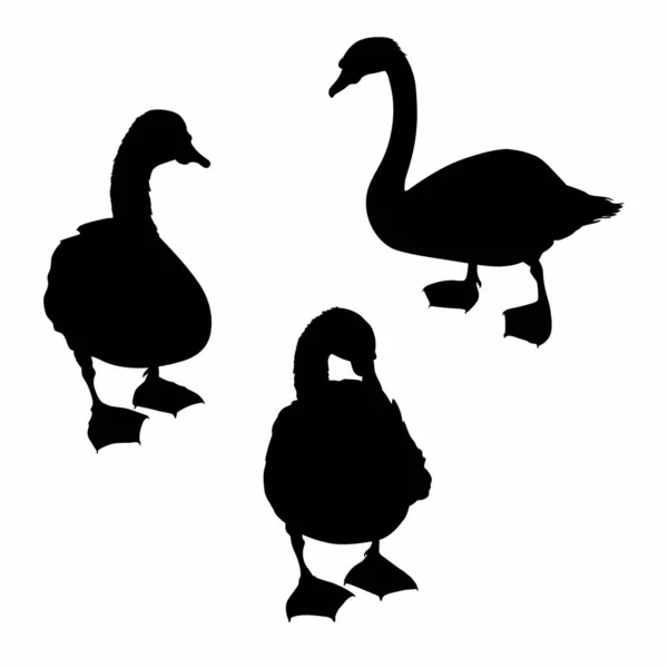 Schöne Schwanensilhouette Karikatur Gans Vogel Märchenwesen Und Anmutiges Entlein Eleganz — Stockvektor