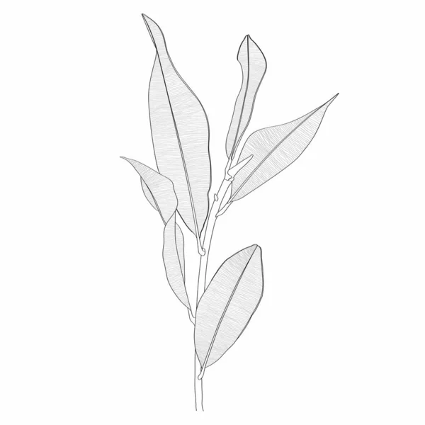 Ficus Ramo Planta Com Folhas Linha Desenho Design Moderno Desenhado — Vetor de Stock