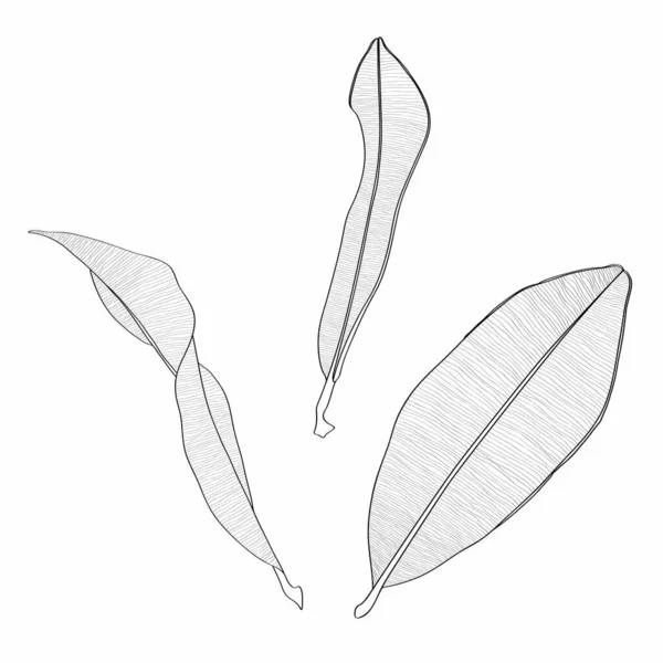 Ficus Planta Hojas Línea Dibujo Diseño Moderno Dibujado Mano Para — Vector de stock