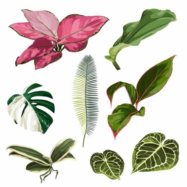 Beyaz arka planda izole edilmiş tropikal yaprakların gerçekçi çizimi. Çok detaylı renkli bitki koleksiyonu. Kozmetik, kaplıca ve güzellik ürünleri için botanik öğeleri.