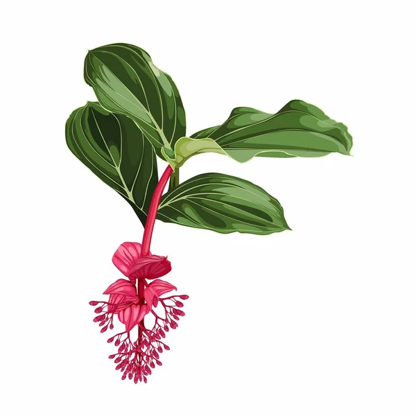 Medinilla Rosa Tropische Blume Und Blätter Hochzeitskarte Gestaltungselement — Stockvektor