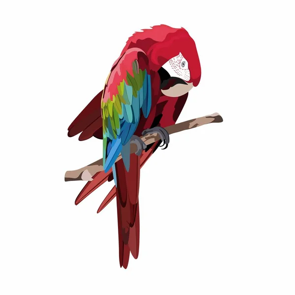 Réaliste Bel Oiseau Tropical Exotique Aras Rouge Perroquet Isolé Sur — Image vectorielle