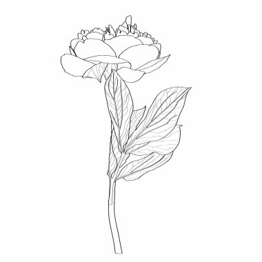 Yaprak çizimleriyle Çiçek Çiçeği Çiçeği 'ni çiz. Beyaz arka planda çizgi sanatı olan siyah beyaz. 